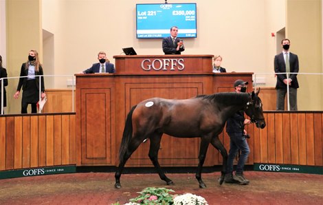 Lot 221 at 2020 Goffs Orby Sale at Doncaster