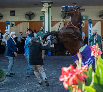 Thousand Words in the paddock before the Kentucky Derby (G1) at Churchill Downs, Louisville, KY on September 5, 2020.