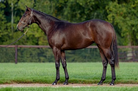 Lot 452 N19 Al Wukair x Pacific Queen Haras de Bouquetot, 09/10/2020, photo: Zuzanna Lupa