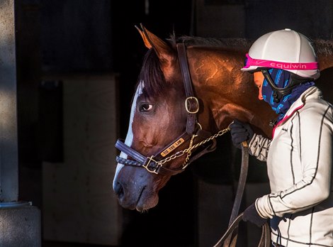 Breeders’ Cup entrant Tiz the Law cools out in the barn this morning with exercise rider Heather Smullen at his head after a successful breeze at Keeneland Race Course Oct. 31, 2020 in Lexington, KY.  