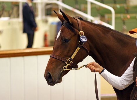 Lot 350 Frankel (GB) / Pearly Steph (FR) B.F. (GB)   <br><br />
Haras de Saint Pair, France    Godolphin    700,000  <br><br />
Tattersalls <br><br />
October Yearling Sale Book 1<br><br />
07/10/20