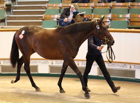 Lot 309 Siyouni (FR) / Mischief Making (USA) B.F. (GB)       Highclere Stud    Westerberg      680,000  <br><br />
Tattersalls <br><br />
October Yearling Sale Book 1<br><br />
07/10/20