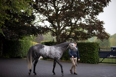 Caravaggio and Kevin Murphy.<br><br />
Coolmore Stud.<br><br />
Photo: Patrick McCann/Racing Post 13.06.2019</p></p>
<p><p>