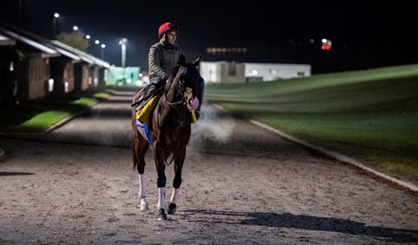 Breeders’ Cup entrant Higher Power heads to the track in the blackness of the early morning at Keeneland Race Course Oct. 31, 2020 in Lexington, KY.  Photo by Skip Dickstein