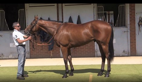 Lot 144 at 2020 Tattersalls Autumn Horses In Training Sale
