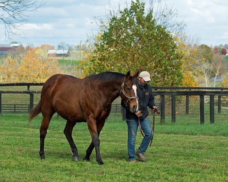 Unicorn Girl walking with Jose Marquez. Unicorn Girl in foal to Into Mischief plus her 2020 American Pharoah weanling colt at Beau Lane's Woodline Farm near Paris, Ky. on October 30, 2020. Others involved in Beau Lane are J. B. Orem, Michael Orem, and Beau Lane III.