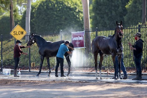 Scenes around the sales grounds as horses ship in for the 2020 Fasig-Tipton California Fall Yearling Sale, Los Alamitos Race Course, CA 10.16.2020.