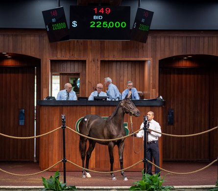 Hip149 Not This Time- Midnight Magic  sold $225.000  @ OBS  in Ocala Fl   Oct 13 2020<br><br />
&#169;Joe DiOrio/Winnning Images Photography