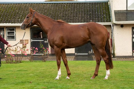 Lot 223 at 2020 Tattersalls Autumn Horses In Training Sale