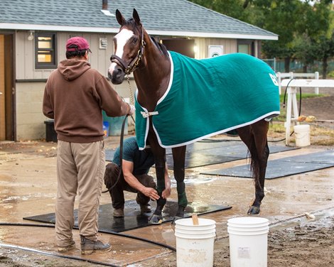 ELMONT-NY Hot walker Abraham Rivera, holds Sackatoga Stable’s Tiz the Law’s lead shank, as groom, Juan Barajas Saldana, applies wraps on the legs, after breezing five furlongs in company with Niko’s Dream, on Friday, Oct. 16, 2020.