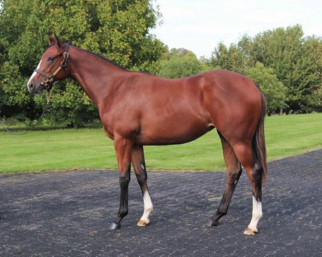 Lot 718 at 2020 Tattersalls October Yearling Sale