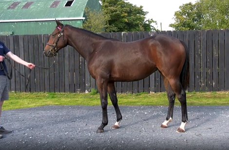 Lot 767 at 2020 Tattersalls October Yearling Sale