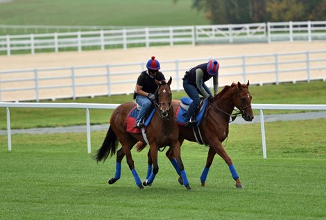 Invincible Gal (left) and Alda (right) before breezing on the new Fair Hill turf course, 10/24/20