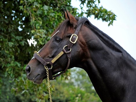 Tiznow at Winstar, September 16, 2008