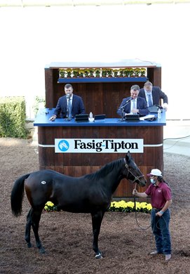 Hip 79, c. STAY THIRSTY-MY FIONA, consigned by Lovacres Rach, sells for $200,000 at the 2020 Fasig-Tipton California Fall Yearling Sale, Los Alamitos Race Course, CA 10.19.2020.