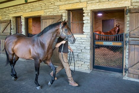 Xalapa Farm 2020 Stallion move to Xalapa property. Bayern arrives at Xalapa.
