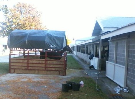 Micheline takes in the scene at Keeneland from her portable stall that keeps her outdoors