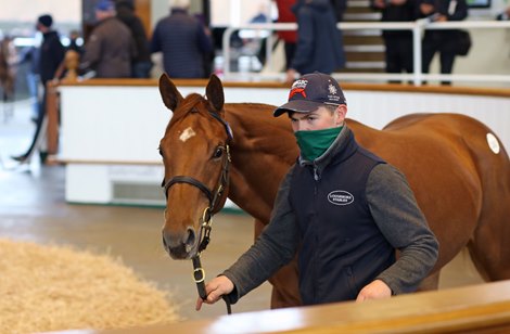 Lot 1367 Mehmas (IRE) / Araajmh (USA) Ch.F. (IRE)      Loughmore Stables, Ireland    Blandford Bloodstock    130,000  <br><br />
Tattersalls<br><br />
October Yearling Sale Book 3<br><br />
15/10/20