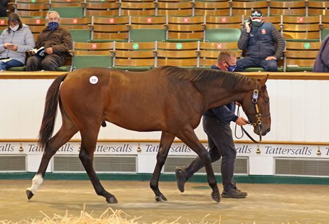 Lot 320 Lope de Vega (IRE) / Moi Meme (GB) B.C. (GB)       Hillwood Stud    Godolphin    900,000  <br><br />
Tattersalls <br><br />
October Yearling Sale Book 1<br><br />
07/10/20