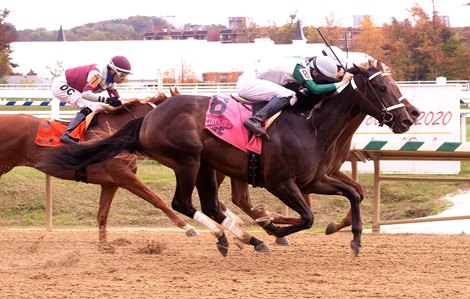 Miss Nondescript wins the 2020 Maryland Million Lassie Stakes