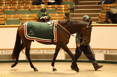 Lot 1126 Emissary (GB) 2017 B.C.  BY Kingman (GB) EX Soviet Moon (IRE)      Juddmonte Farms    Armando Duarte / Ballymore Stables Australia / Paul Moroney Bloodstock    350,000  <br><br />
Tattersalls <br><br />
Autumn Horses In Training Sale<br><br />
28/10/20