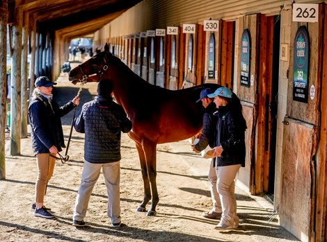 October 5, 2020: Scenes from the backside barn area at Timonium Fairgrounds and the Fasig-Tipton sales as prospective buyers inspect horses on Day 2 of the Faaig-Tipton Midlantic Fall Yearlings Sale in Timonium, Maryland. photo by Fasig-Tipton/Eclipse Sportswire