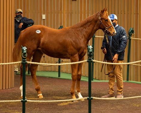 Hip 987 colt by Justify out of Emily B from Stuart Morris<br><br />
Sales horses at the Keeneland November Sale at Keeneland in Lexington, Ky. on November 11, 2020. 