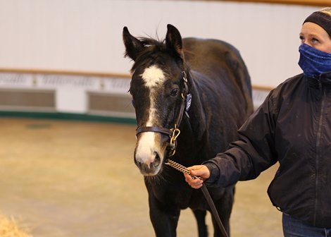 Lot 369 Expert Eye (GB) / White Cay (GB) Gr.C. (GB)      Dukes Stud    JC Bloodstock    41,000  <br><br />
Tattersalls December Foal Sale<br><br />
25/11/20