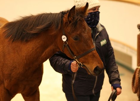 Lot 944 Dubawi (IRE) / Baisse (GB) B.C. (GB)      Fittocks Stud    Godolphin    600,000  <br><br />
Tattersalls December Foal Sale<br><br />
27/11/20