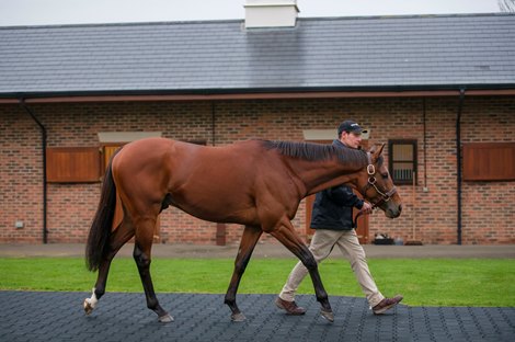 Without Parole arrived at Newsells Park Stud Nov. 24, 2020.<br>
