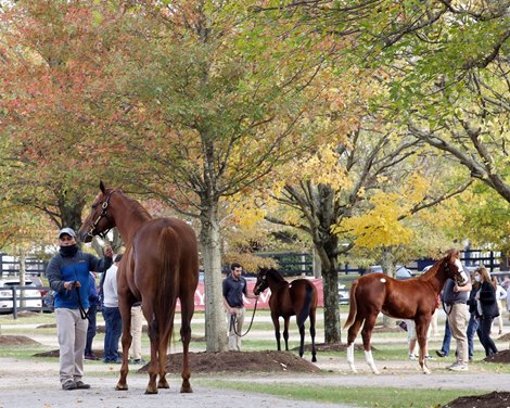 Scenics, 2020  Fasig-Tipton Kentucky November Sale 