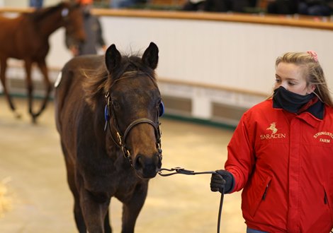 Lot 1097 Australia (GB) / Bitooh (GB) B.C. (GB)      Stringston Farm    Howson &amp; Houldsworth Bloodstock / Aughamore Stud    62,000<br><br />
Tattersalls December Foal Sale<br><br />
28/11/20