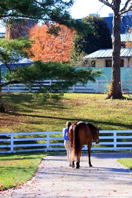 Scenics, 2020 Keeneland November Sale