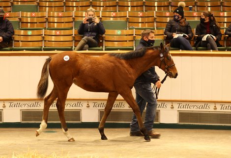 Lot 453 Rajasinghe (IRE) / Louya (IRE) B.C. (GB)       The National Stud Ltd.    Redpender Stud    46,000  <br><br />
Tattersalls December Foal Sale<br><br />
25/11/20