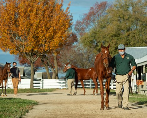 Hip 940 filly by Gun Runner out of Capital Plan from Hunter Valle Farm, agent<br><br />
Sales horses at the Keeneland November Sale at Keeneland in Lexington, Ky. on November 10, 2020. 