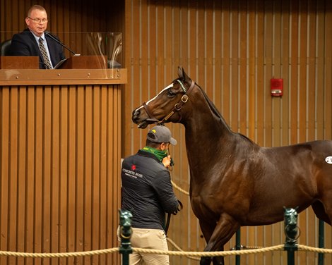 Hip 216 Concrete Rose from Lane’s End<br><br />
Sales horses at the Keeneland November Sale at Keeneland in Lexington, Ky. on November 9, 2020. 