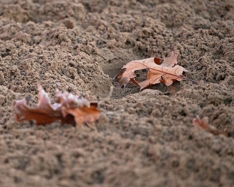 leaves, falling on track<br>
Breeders’ Cup horses at Keeneland in Lexington, Ky. on November 1, 2020. leaves, falling on track<br>
Breeders’ Cup horses at Keeneland in Lexington, Ky. on November 1, 2020.