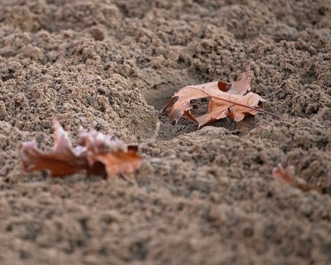 leaves, falling on track<br>
Breeders’ Cup horses at Keeneland in Lexington, Ky. on November 1, 2020.