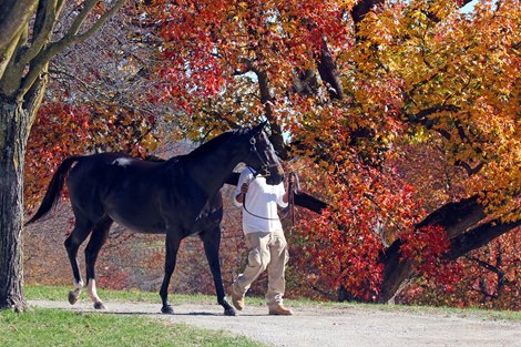 Scenics, 2020 Keeneland November Sale