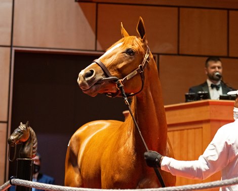 Got Stormy Hip 168<br><br />
Sales horses at The November Sale at Fasig-Tipton Kentucky in Lexington, Ky. on November 8, 2020. 