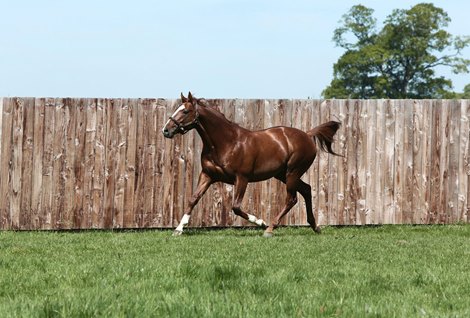 Lope de Vega at Ballylinch Stud