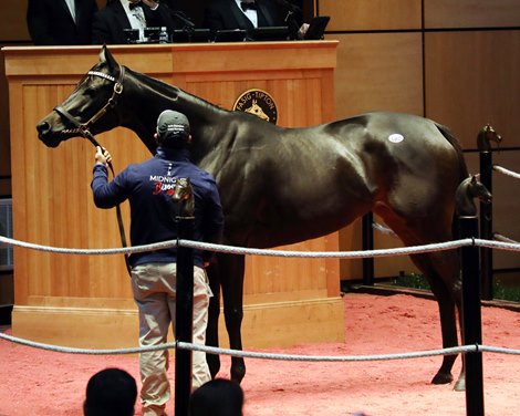 Hip 185, 2020 Fasig-Tipton November Sale