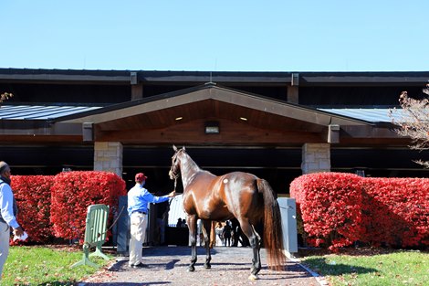 Scenics, 2020 Keeneland November Sale