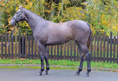 Lot 7 at 2020 Tattersalls December Yearling Sale
