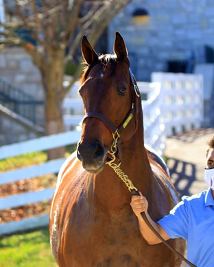 Hip 293, 2020 Keeneland November Sale