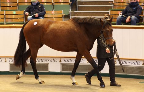 Lot 1311 It&#39;s Magic (IRE) 2017 B.M.  BY Galileo (IRE) EX Magic Tree (UAE)      Baroda Stud, Ireland    BBA Ireland    260,000  <br><br />
Tattersalls December Mare Sale<br><br />
30/11/20