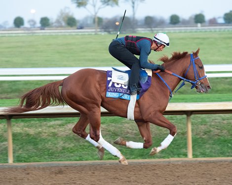 King Fury<br><br />
Breeders’ Cup horses at Keeneland in Lexington, Ky. on November 5, 2020. 