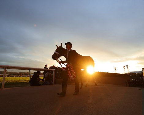 Almond Eye wins 2020 Japan Cup