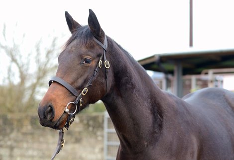 Lot 1004 at 2020 November Flat Foal &amp; Breeding Stock Sale