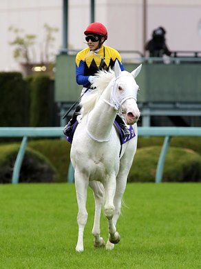 White Filly Sodashi Captures Hanshin Juvenile Fillies - BloodHorse